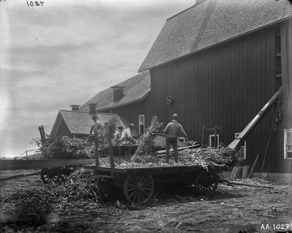 Several men working on silaging operation with a husker and shredder in front of a barn. Men are standing on wagons moving grain, and full bags are leaning against the barn.