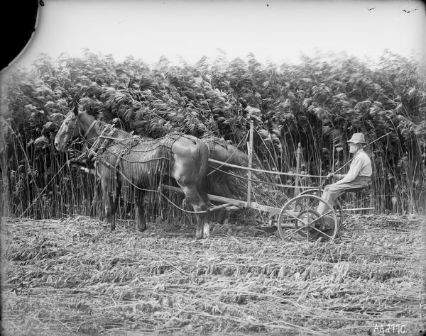 Side view of a man using a horse-drawn mower in a field. The horses are wearing fly-nets.