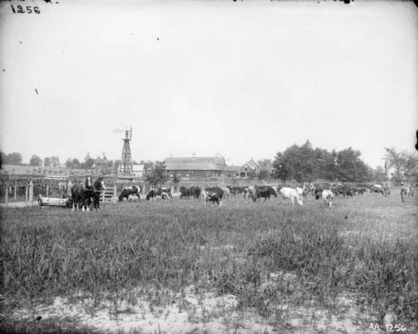 Man with a horse-drawn grain binder in a field near a herd of cows. Farm buildings and a windmill are in the background.