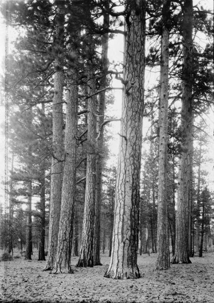 Stand of pine trees with ground covered in pine cones and needles.
