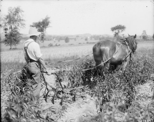 A man dressed in overalls and a hat is standing behind a horse-drawn walking cultivator in a field.