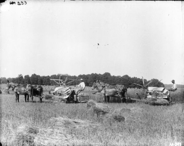Two men using two horse-drawn binders in a field.