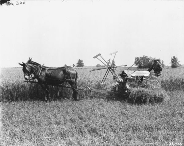 Left side profile view of a man with team of mules pulling a binder in a field.