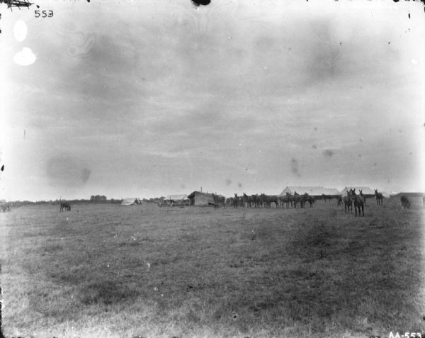 View across field towards a herd of mules. There are large tents in the background. Udell?