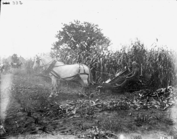 Left side view of a man using a horse-drawn binder in a cornfield. Men are working with other horse-drawn binders in the background on the left. There is a farmhouse in the far background.