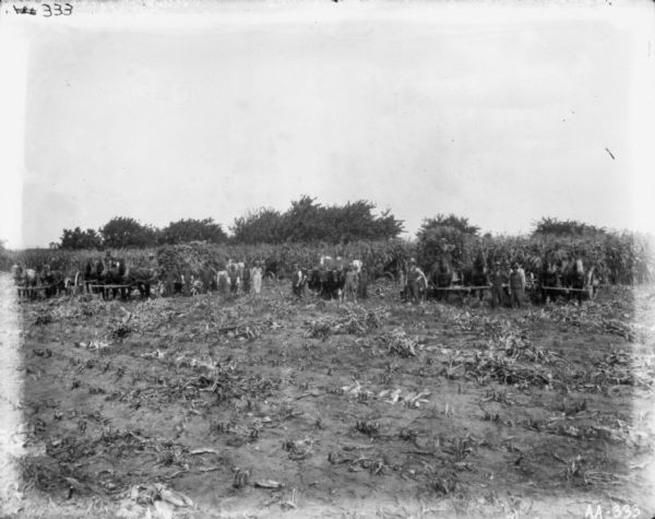 View across cornfield of large group portrait of men and children posing with horse-drawn vehicles, including wagons and binders. A few men are standing near a team of oxen in the center.