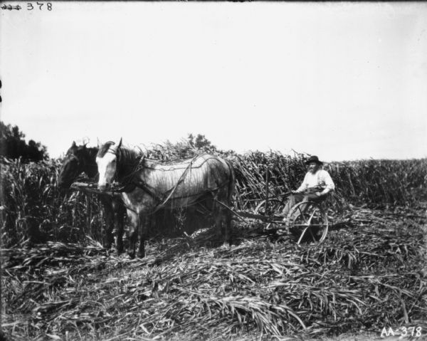View of left side of a man using a horse-drawn binder in a field of tall grass. The horses are wearing fly-nets.