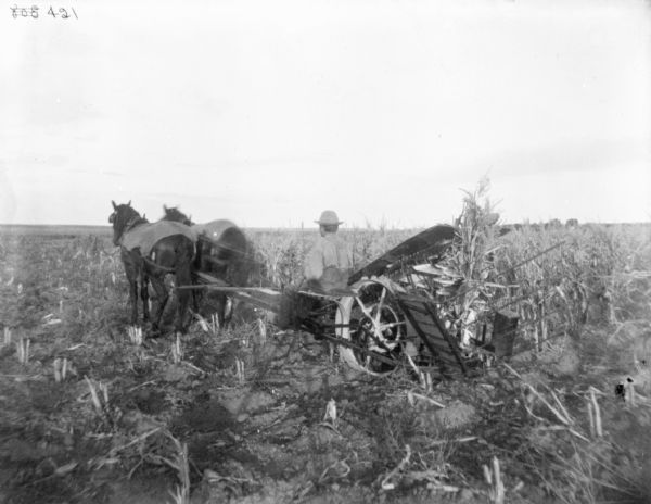 Three-quarter view from left rear of a man using a horse-drawn corn binder in a cornfield.