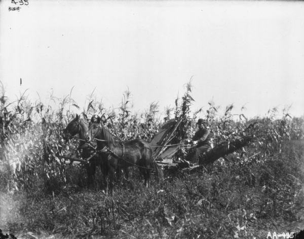 Left side view of a man using a team of horses to pull a corn binder in a field. The horses are wearing fly-nets.
