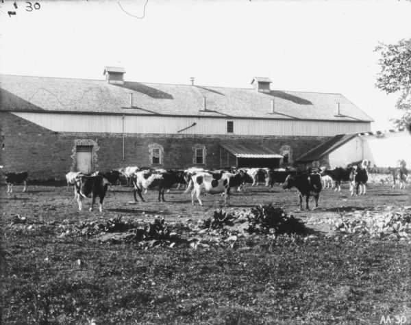 Cows in a pasture near a large barn with stone and wood siding.