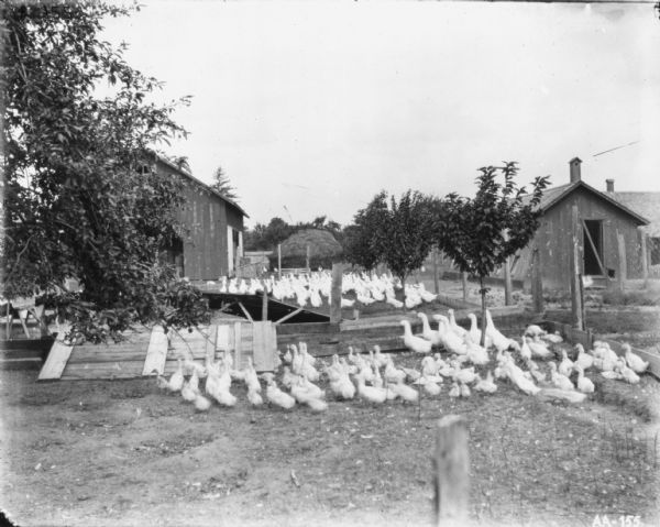 Chickens and chicks, (or ducks and ducklings) in an enclosure near a coop. Small trees are planted inside the fences holding the ducks. There are other farm buildings on the right, and a large haystack in the background.