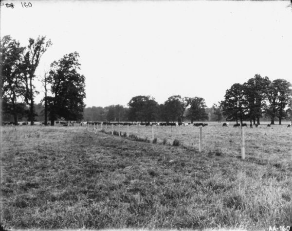 View across field towards fence and cattle in a field beyond. Model farm.