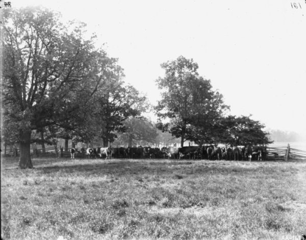 View across field towards group of cattle gathered near a fence. Model Farm.