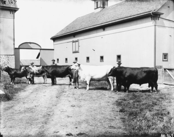 View down road towards five men standing and showing five prize cattle in a farmyard at a model farm. Behind them are two large barns, with a gate between them and another farm building in the far background.