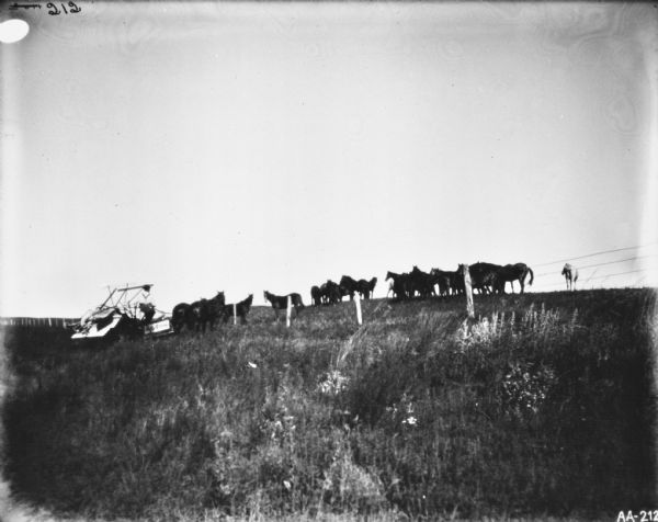 View across field towards man on a McCormick binder on a horse-drawn transport truck on the other side of a fence from a herd of horses.