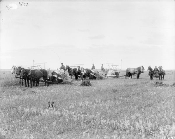 View across field towards three men on horse-drawn binders. Two men are sitting in a horse-drawn buggy on the right. In the foreground is a dog sitting in the field.