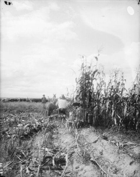Rear view of a man using a horse-drawn corn binder in a cornfield. Another man is standing just in front of the binder. In the background are more men with a herd of cattle.