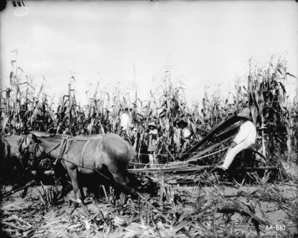Left side view of a man using a horse-drawn corn binder. Three men are standing in the corn behind the binder.