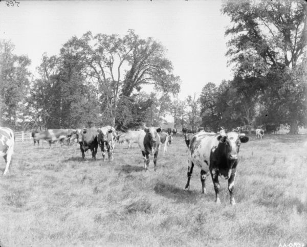 Cows in field. In the background is a fence, and beyond the fence are trees.