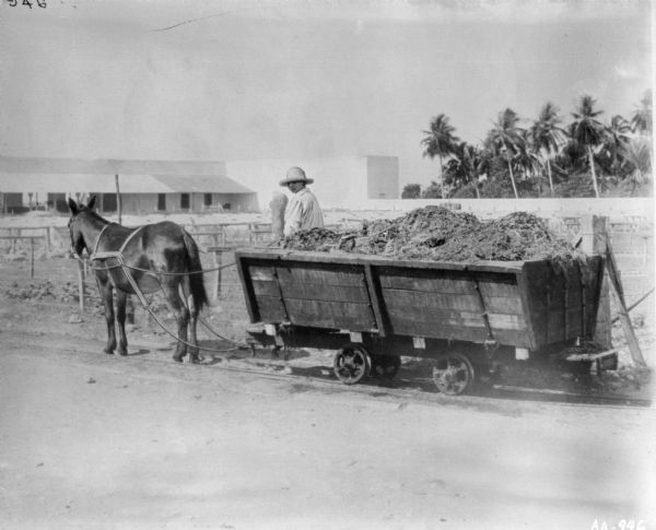 Man on horse-drawn cart, on railroad tracks. The cart is filled with harvested manila. Long, low buildings are in the background on the left behind a fence. Palm trees are on the right.