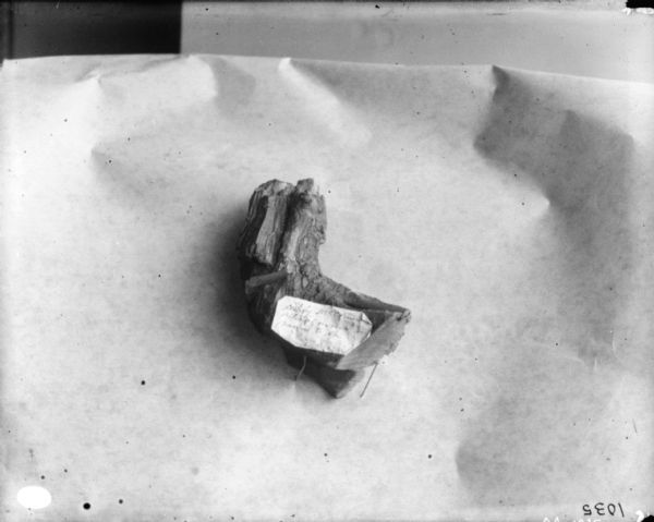 Studio shot of a burl cut by McCormick verticle mower in Barron County, Wisconsin. There is a piece of paper with handwriting attached to the burl.