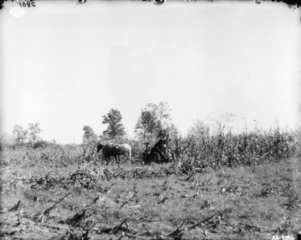 View across partially harvested field towards a man with a horse-drawn corn binder.