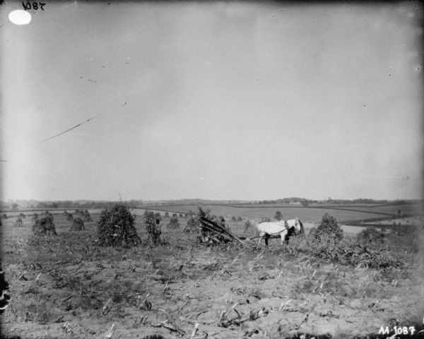 View across field towards a man with a horse-drawn corn binder. A man is standing behind the binder on the left holding onto a shock of cornstalks. In the background are more fields and in the far distance are low hills.
