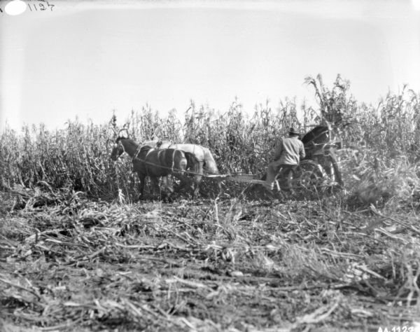 Left side view across rows of harvested corn towards a man using a horse-drawn corn binder in a field.