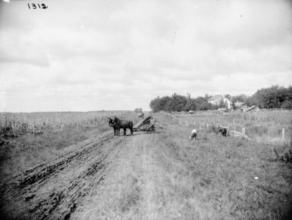 View down dirt road towards a man posing on a horse-drawn corn binder. Behind the binder further down the road is a horse-drawn buggy. On the left along the road is a cornfield. On the right side of the road two cows are eating the grass near a fence. In the background on the right are farm buildings and trees.