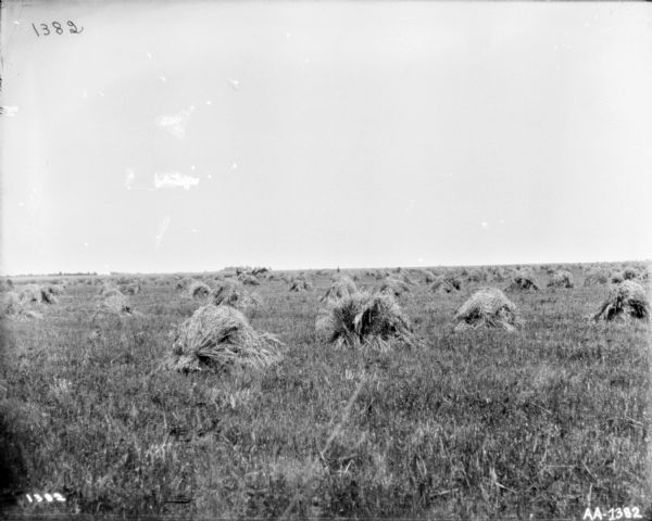 View across large field dotted with many piles of harvested grain. In the middle distance is a man on a what may be a horse-drawn binder, and another man is standing nearby.
