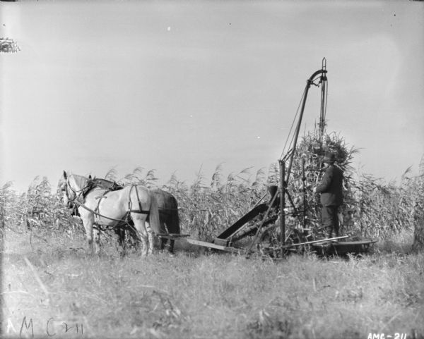 Left side view of a man using a horse-drawn corn binder in a field. The man is standing on a platform and binding stalks.