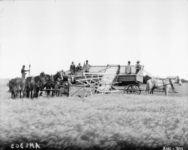 View across field of grain towards a group of men with a team of horses, a wagon, and a push binder header. A foal is standing on the left near the team of horses pulling the push binder. In the far background is a farm building and a windmill.