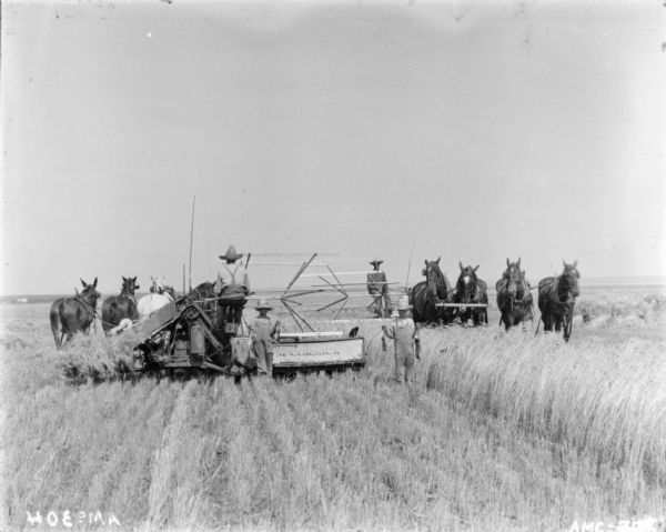 Rear view of a man on a horse-powered push binder header. Standing at the back of the binder are two boys, each holding two dead rabbits in their hands. Another man on a binder is just behind the boys on the right coming from the other direction.