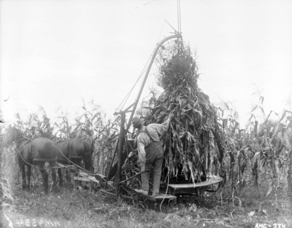 Three-quarter view from left rear of a man binding corn stalks on a windy day.