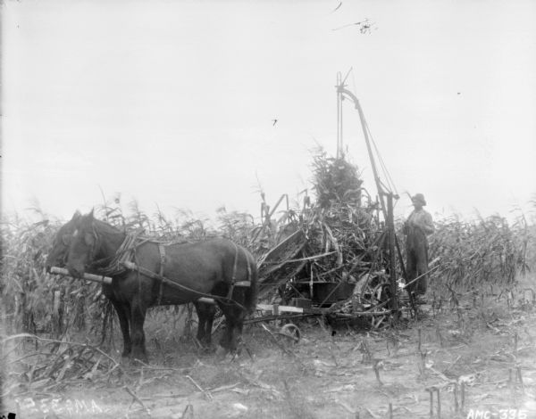 Left side view of a man binding corn stalks on a windy day.