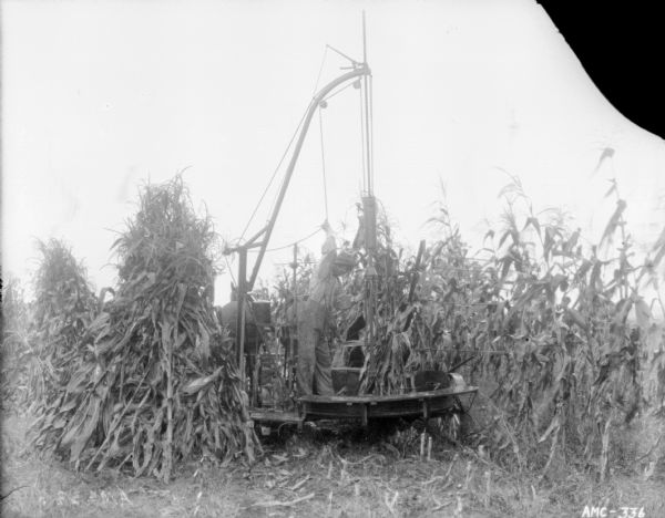 Man binding stalks in a cornfield with a horse-drawn corn binder.