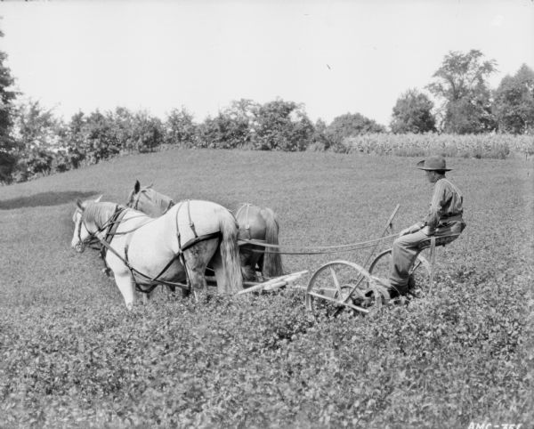 Left side view of a man using a horse-drawn mower in a field of what may be clover.