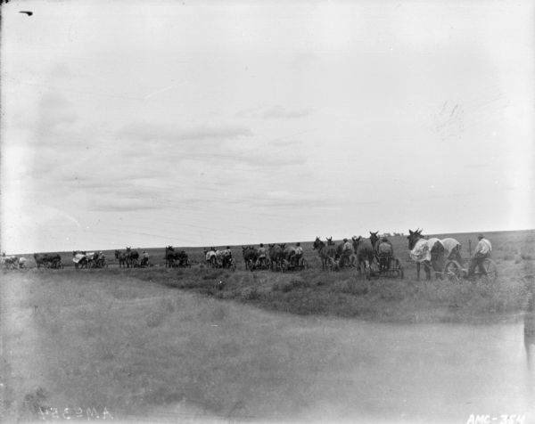 View across field towards eleven horse-drawn mowers in a long line. Each man is driving a team of two horses or donkeys to pull the mowers. Some of the horses are wearing blankets.