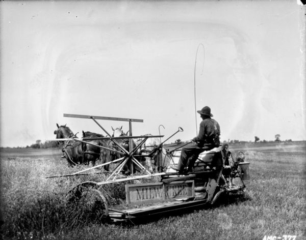 Three-quarter view from right rear of a man using a horse-drawn Milwaukee binder in a field. The horses are wearing fly-nets.