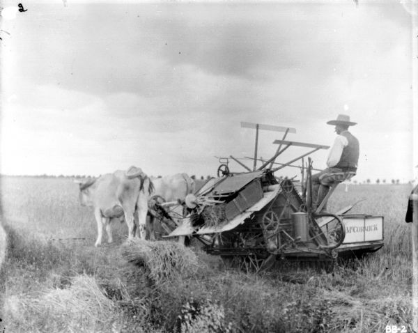 Three-quarter view from left rear of a man using an ox-drawn McCormick binder in a field. Another man is standing behind the mower on the far right.