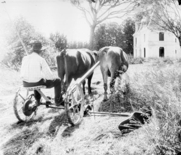 Rear view of a man using an ox-drawn mower. In the background are the ruins of an abandoned house.
