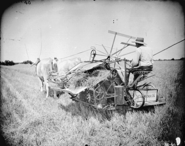 Three-quarter view from left rear of a man using an ox-drawn McCormick binder in a field.