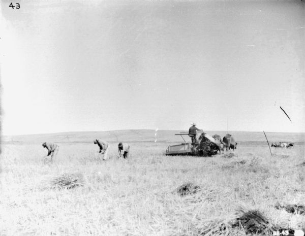 Men harvesting in a field with hand-scythes near a man driving a ox-drawn binder behind them.