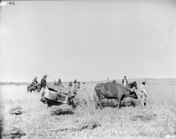 Group of men and women standing in a field with men driving ox-drawn binders.