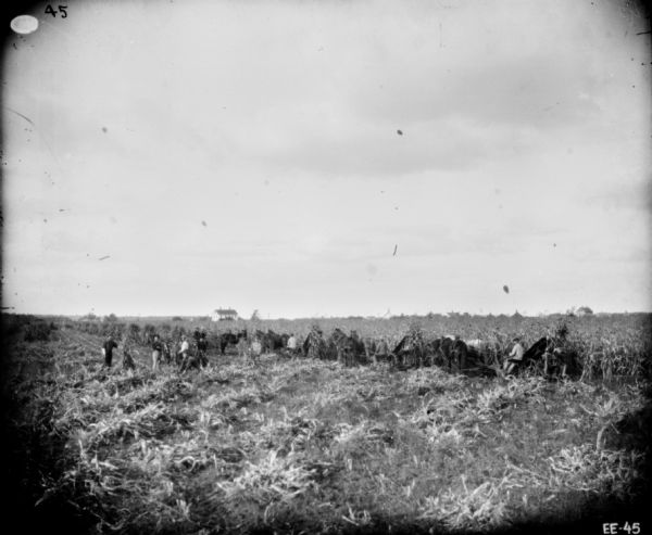 View across field towards three men using horse-drawn corn binders in a field. There is a group of people working in the field on the left, as well as two people in a horse-drawn buggy. Farm buildings are in the far background.