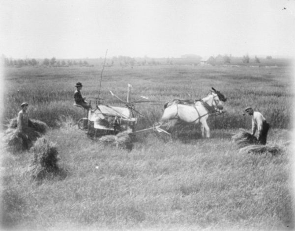 Slightly elevated view of a man using a mule-drawn binder in a field. Men on the left and right are working with sheaves of wheat. Farm buildings are in the far background.