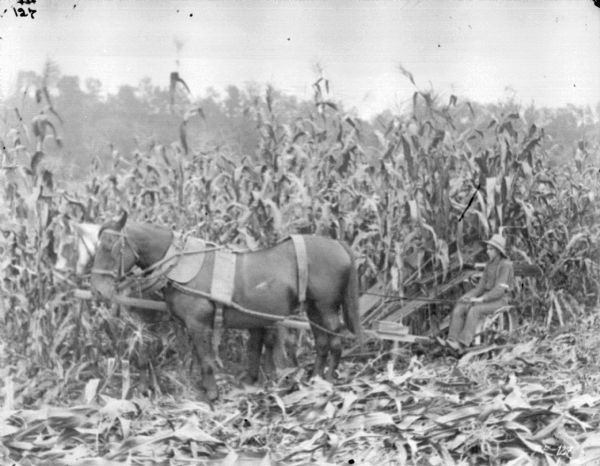 Left side view of a man using a horse-drawn corn binder in a cornfield.