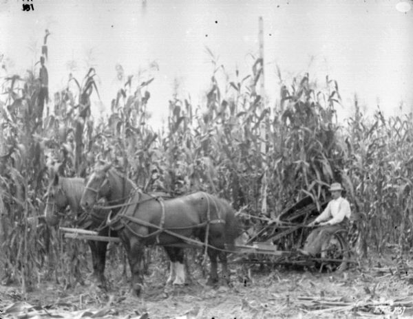 Left side view of a man using a horse-drawn corn binder in a cornfield. A measuring stick is in the cornfield, marking the corn at 16 feet high.