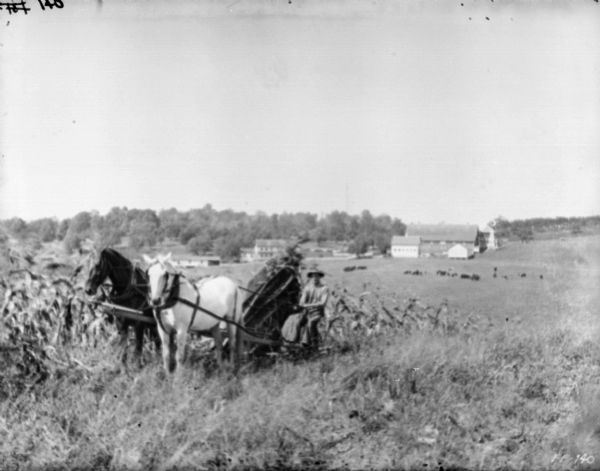 Three-quarter view from front left of a man using a horse-drawn corn binder in a field. In the background, cows are grazing in a field, and in the far background are farm buildings and a tree-covered hill.
