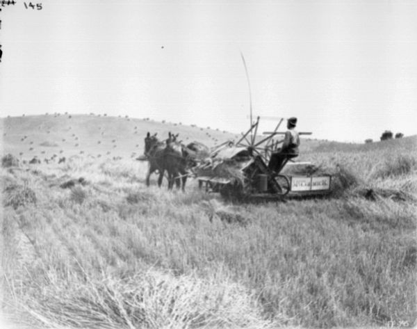 Three-quarter view from left rear of a man using a horse-drawn McCormick binder in a field. Shocks of grain dot the hill in the background.